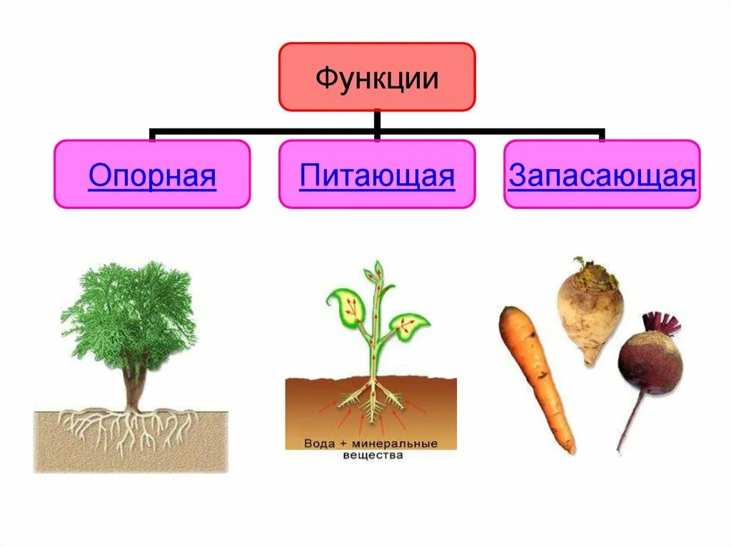 Признаки характерные для стержневой корневой системы. Типы корневых систем. Стержневая корневая система рисунки растений. Растения со стержневой корневой системой.