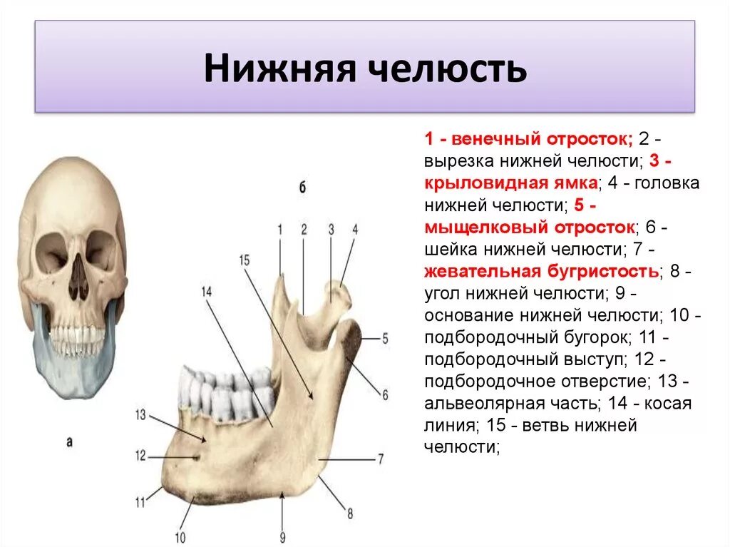 Нижняя челюсть кость черепа анатомия. Строение отростка нижней челюсти. Крыловидная ямка мыщелкового отростка нижней челюсти. Нижняя челюсть анатомия жевательная бугристость.