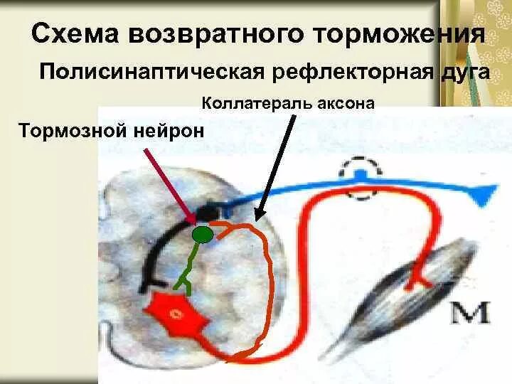 Сопряженное торможение рефлекторная дуга. Полисинаптическая рефлекторная дуга. Схема возвратного торможения. Рефлекторная дуга с тормозными нейронами. Возвратное торможение