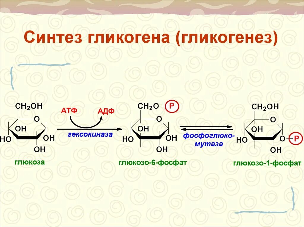 Синтез гликогена происходит. Химизм основных этапов синтеза гликогена. Синтез гликогена биохимия реакции. Схема процесс синтеза гликогена. Биосинтез гликогена реакции.