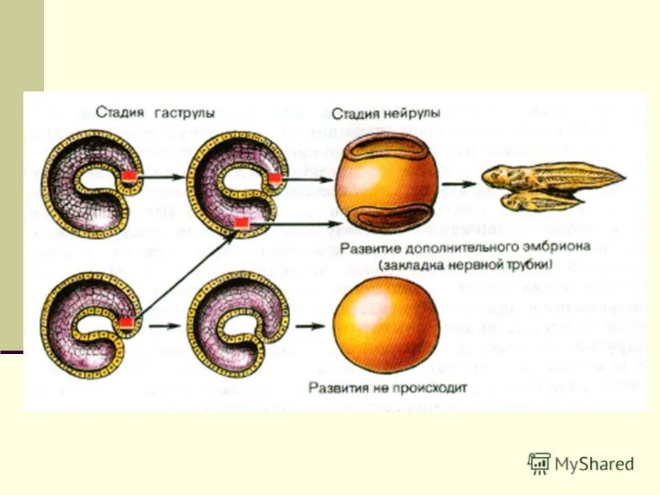 Развитие организмов 6 класс