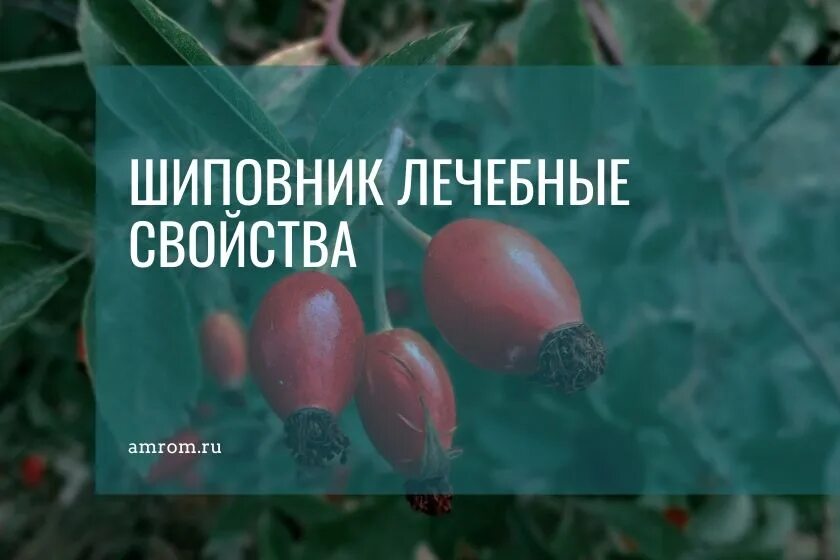 Шиповник польза вред для мужчин. Шиповник полезные свойства. Лекарственные свойства шиповника. Шиповник медицинский. Шиповник лечебные свойства.