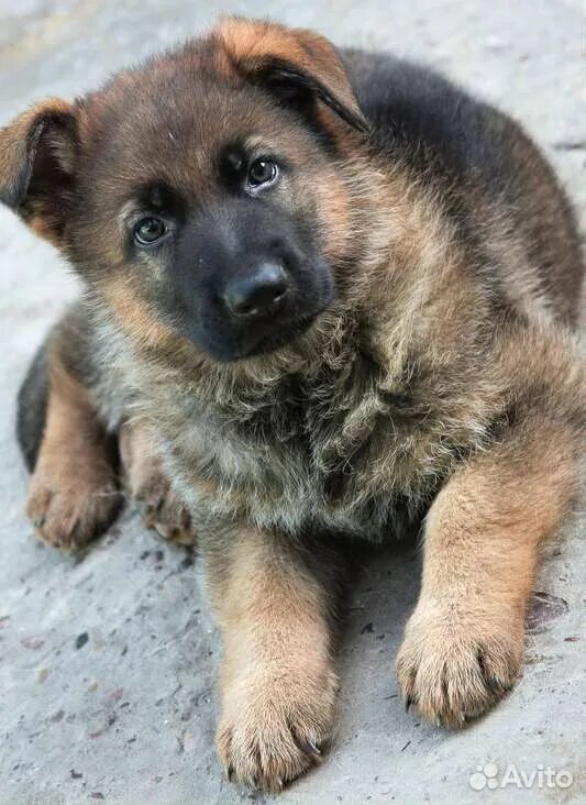 Pin von Kimberly Quarta auf Shepherds & Wolfdogs