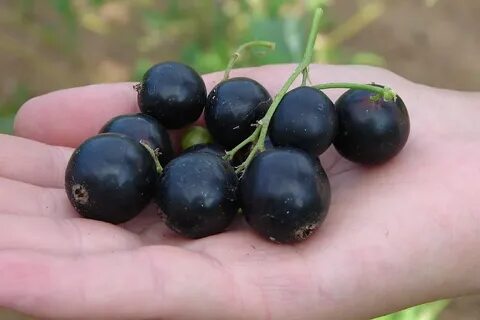 Какая смородина хорошая