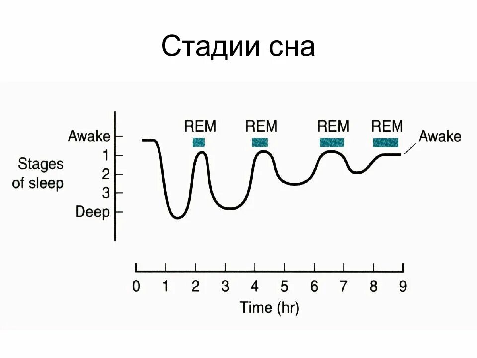 Фазы сна диаграмма. Стадии сна схема. График циклов сна. Фазы сна схема.