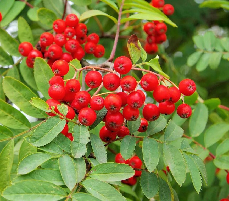 Рябина обыкновенная описание растения. Рябина обыкновенная Sorbus aucuparia. Рябина обыкновенная "Вефед". Рябина обыкновенная Вефет. Рябина обыкновенная (Sorbus aucuparia l.).