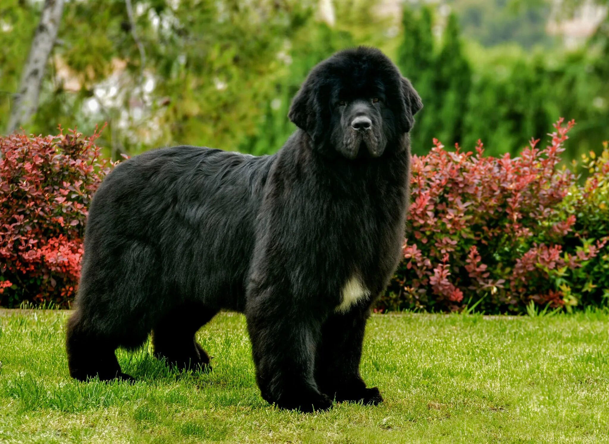Большая черная собака. Ньюфаундленд. Ньюфаундленд собака. Ньюфаундленд (порода собак). Мастиф ньюфаундленд.