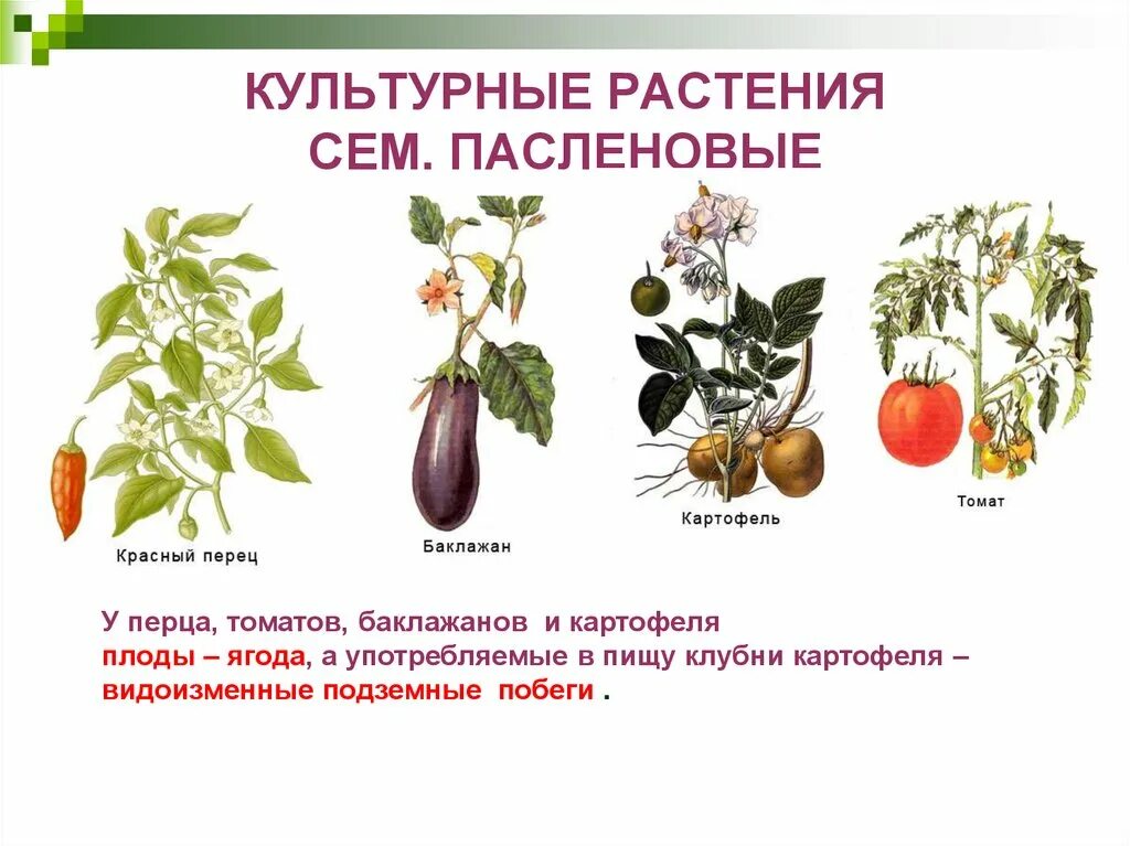 Выберите из списка культурные растения. Семейство Пасленовые представители. Растения семейства пасленовых. Культурные представители семейства Пасленовые. Семейство пасленовых список продуктов.