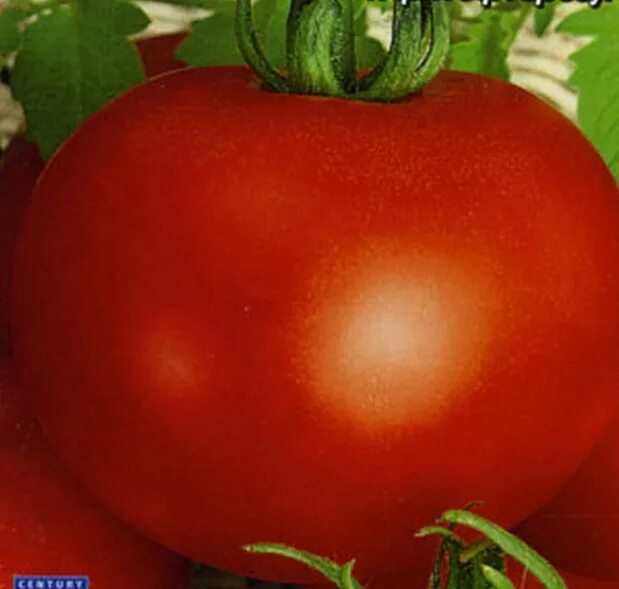 томат алпатьева.