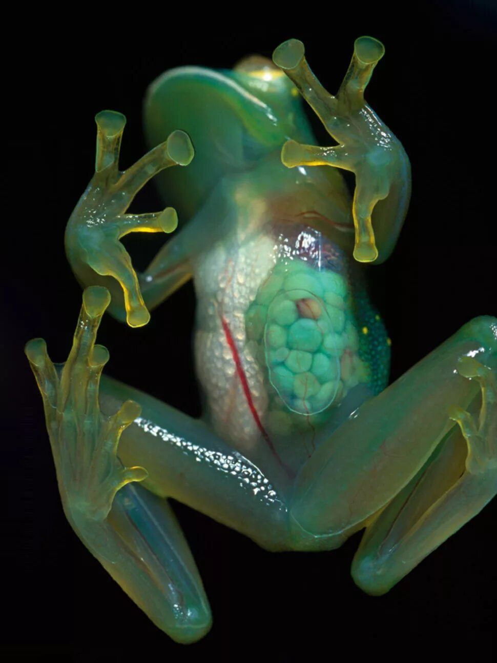 Стеклянная лягушка (Glass Frog). Стеклянная лягушка Южной Америки. Стеклянные лягушки Centrolenidae. Стеклянная лягушка Флайшмана (Hyalinobatrachium fleischmanni). Существо живущие в телефоне