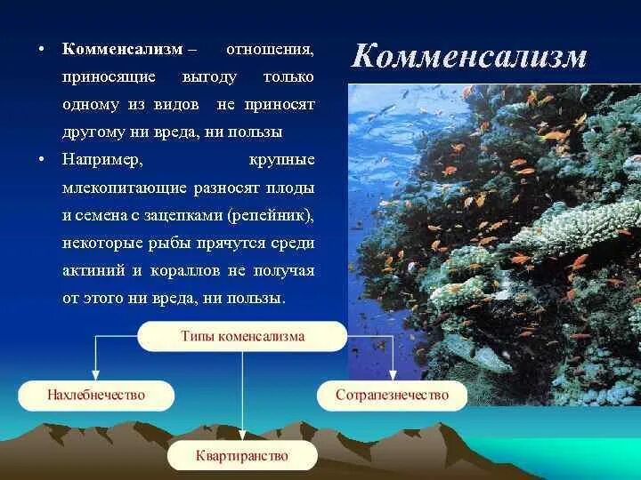 Выберите несколько предполагаемых преимуществ которые получают кораллы