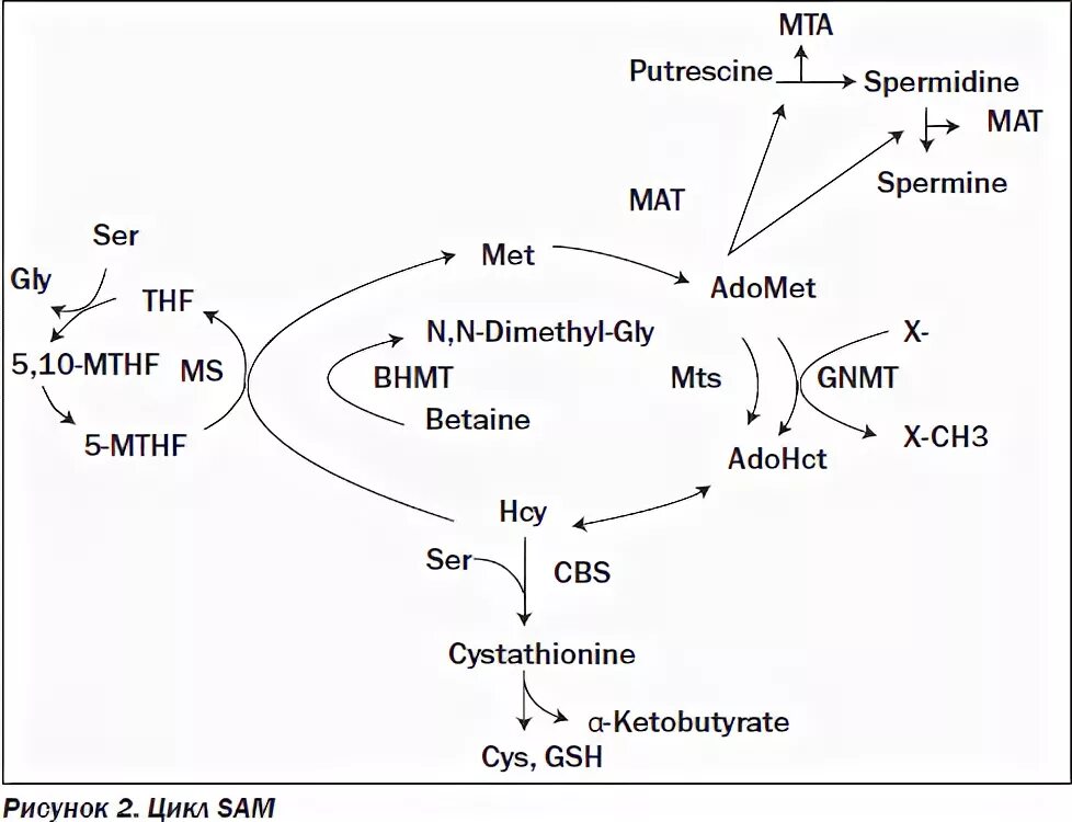 Участие s аденозилметионина в реакциях трансметилирования