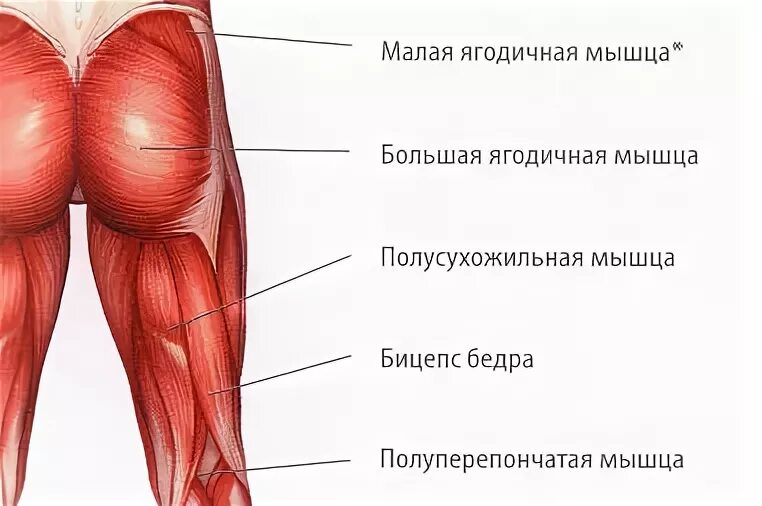 Строение ягодиц. Ягодичные мышцы анатомия строение. большая ягодичная мышца m. gluteus maximus. строение ягодичных мышц у женщин. строение ягодичной мышцы человека.