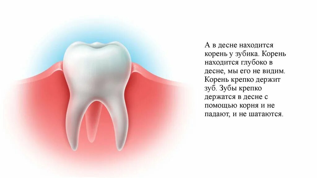 Корень зуба остался в Десне.