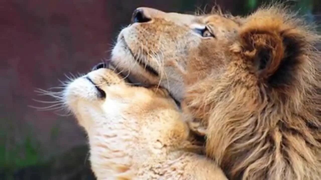 Loving lions