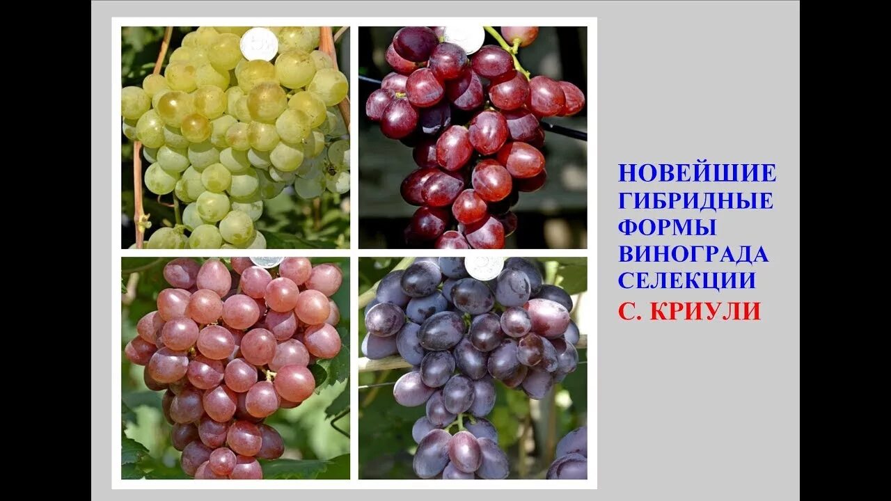 Виноград Илья (12 фото): описание сорта, характеристики, особенности ухода и выр