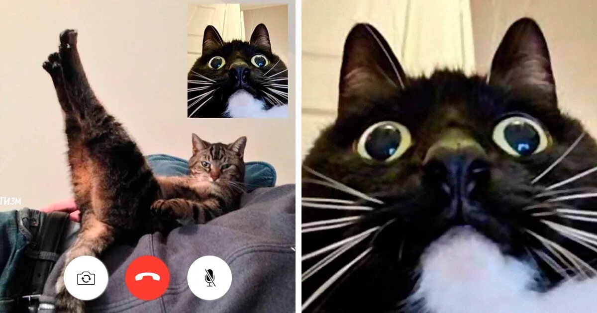 Включи кот на час. Кот на видеосвязи. Коты видеосвязь. Кот на видеоконференции. Любопытная кошка.
