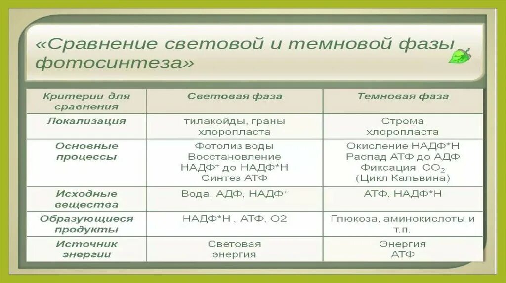 Образование атф в темновой фазе. Параметры для сравнения световая фаза темновая фаза. Фазы фотосинтеза схема световой и Темновой фазы. Сравнение световой и Темновой фазы. Процессы Темновой фазы фотосинтеза.