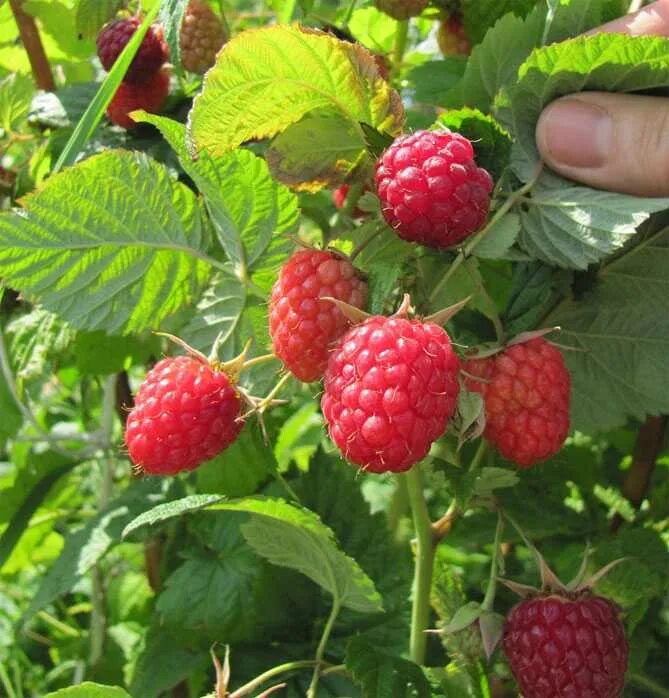 Малина ремонтантные сорта карамелька. Малина ремонтантная зюгана. Сорт зюгана ремонтантная малина. Саженцы малины ремонтантной. Малина ремонтантная полка.