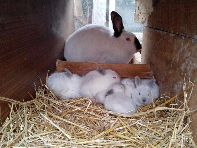 Сколько беременность у кроликов. Окрол калифорнийской крольчихи. Самка с крольчатами. Новорожденные калифорнийские кролики. Маленькие кролики.