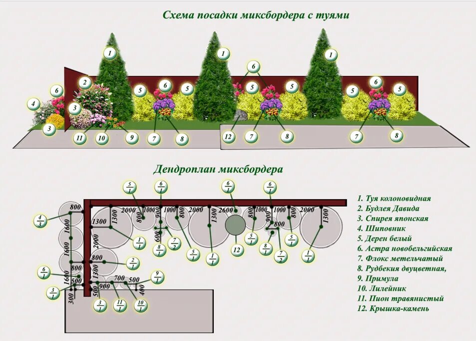 На каком расстоянии сажать растения. Миксбордер вдоль забора схема посадки. Хвойный миксбордер вдоль забора схемы. Схема посадки хвойников с кустарниками. Схема посадки многолетников вдоль забора.