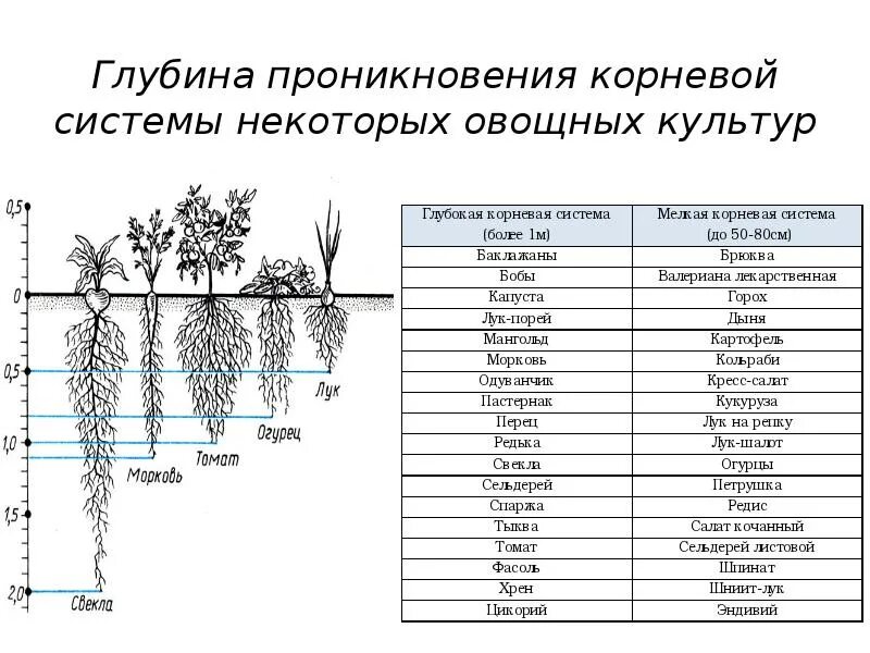 Корневой диаметр. Корневая система помидор глубина. Корневая система томатов глубина и расположение. Корневая система томатов помидоров. Корни помидоров глубина залегания.