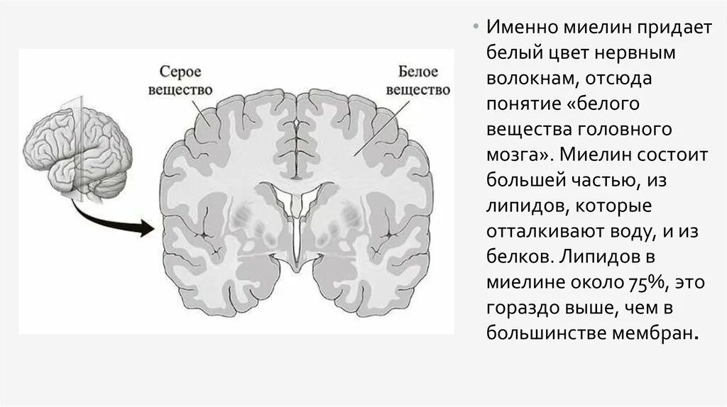 Выделения серого вещества. Мост серое и белое вещество. Волокна белого вещества. Вкусное белое вещество. Прионные заболевания мозг.