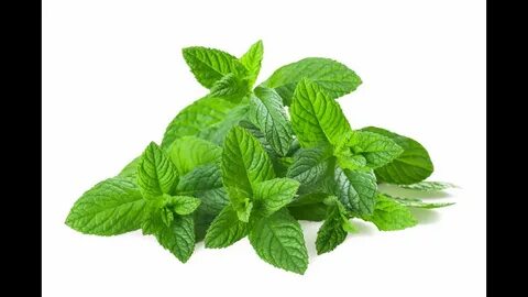 Мента суреттері