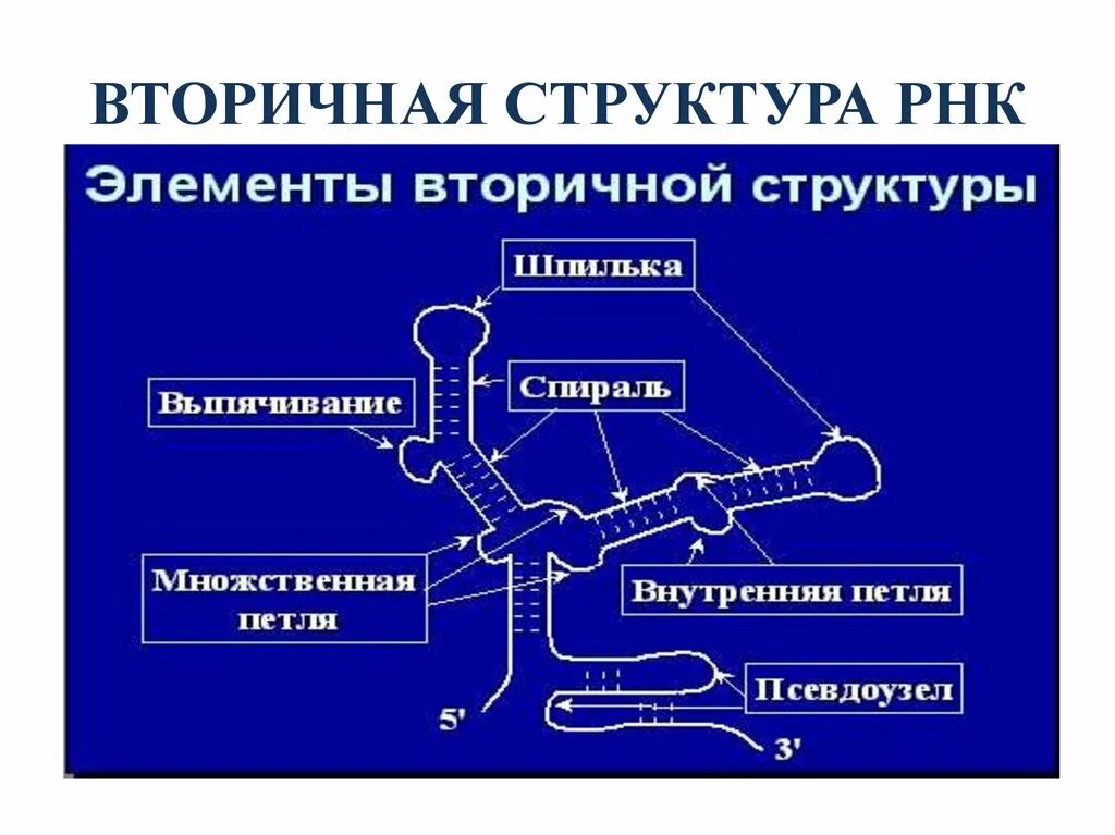 Вторичная и третичная структура РНК. Первичная и вторичная структура РНК. Структуры РНК первичная вторичная и третичная. Вторичная структура РНК.