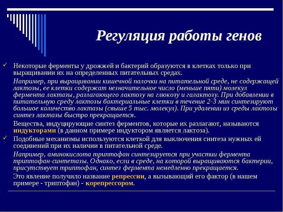 Фермент дрожжи. Регуляция работы Гена. Регуляция работы генов у бактерий и эукариот. Регуляция работы генов. Регуляция работы генов у бактерий.