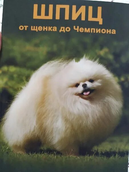 Журнал шпиц. Журнал шпиц. Журнал шпиц. Журнал шпиц. Гейдт шпиц су.