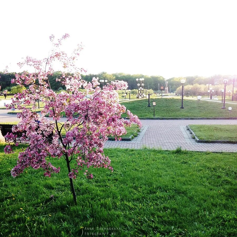 Москва сейчас деревья. Парк Коломенское цветение яблонь. Яблоневый сад ВДНХ. Царицыно цветение яблонь. Парк Куракина дача яблони.