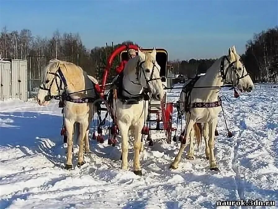 Orlov Trotter Horse Breed Profile