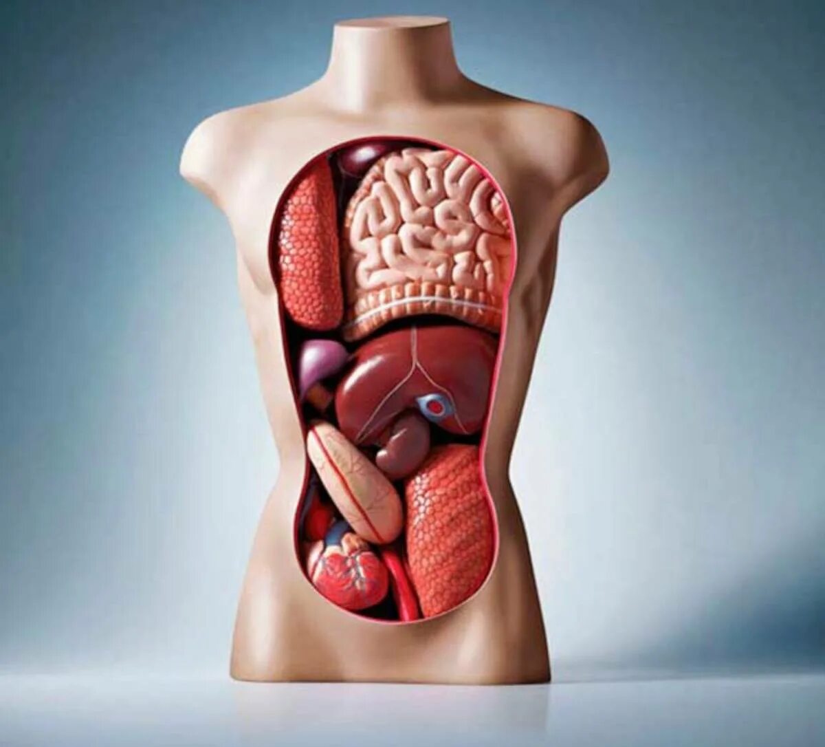 Анатомия человека 1. Органы человека. Анатомия органов. Тело человека внутренние органы. Строение органов человека.