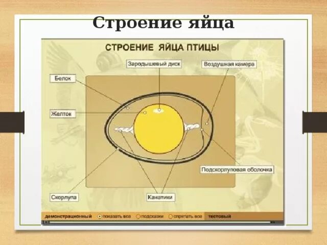 Строение яйца птицы и функции. Строение яйца. Строение яйца птицы. Строение яйца строение. Строение яйца курицы.