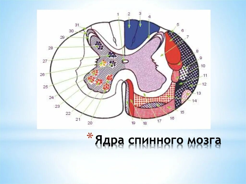 Центральное ядро спинного мозга. Ядра серого вещества спинного мозга. Ядра серого вещества спинного мозга схема. Медиальное промежуточное ядро спинного мозга. Заднемедиальное ядро спинного мозга.