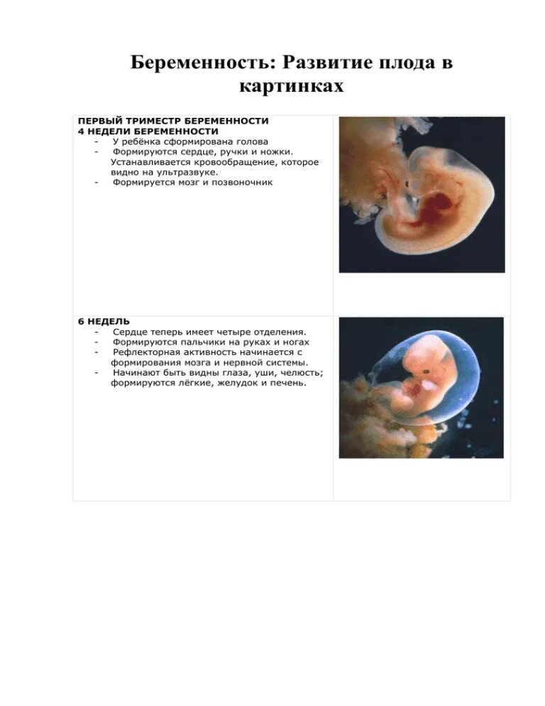 Сроки развития плода по неделям. Формирование эмбриона в 4 недели беременности. Периоды развития плода по неделям в картинках. Стадии беременности развитие плода.