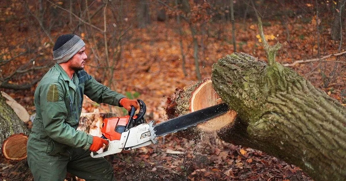 Игры пили дерево. Спиливание дерева бензопилой. Валка леса бензомоторной пилой. Лесоруб. Лесоруб с бензопилой.