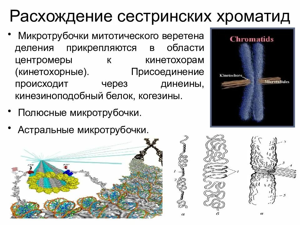 Расхождение сестринских хроматид происходит