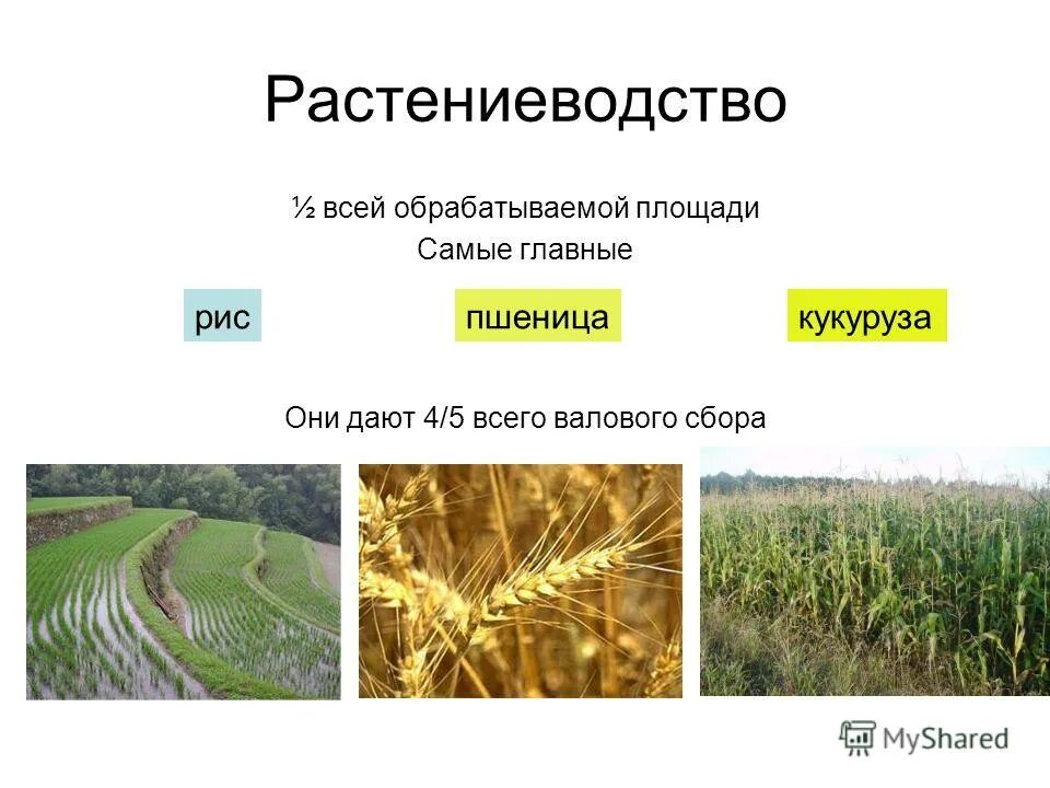 Страны производители растениеводства. В каких странах преобладает товарное сельское хозяйство. Отрасли сельского хозяйства. Растениеводство отрасль сельского хозяйства. Сельское хозяйство россии кратко.