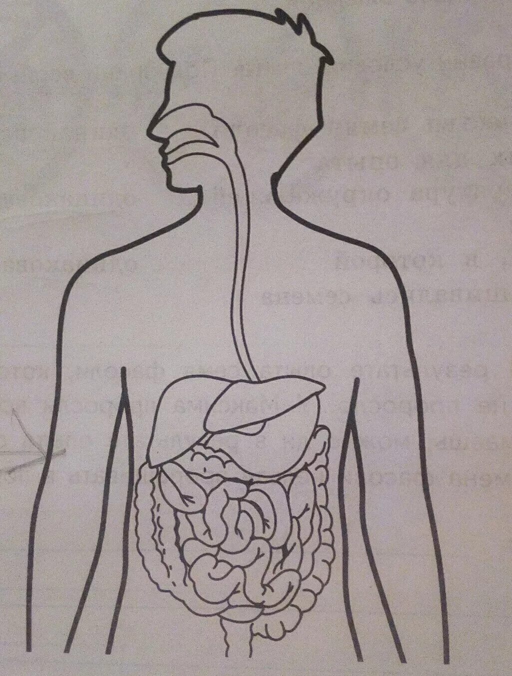Изображения систем органов человека. Органы человека. Органы человека рисунок. Анатомия человека внутренние органы для рисования. Рис внутренние органы человека.