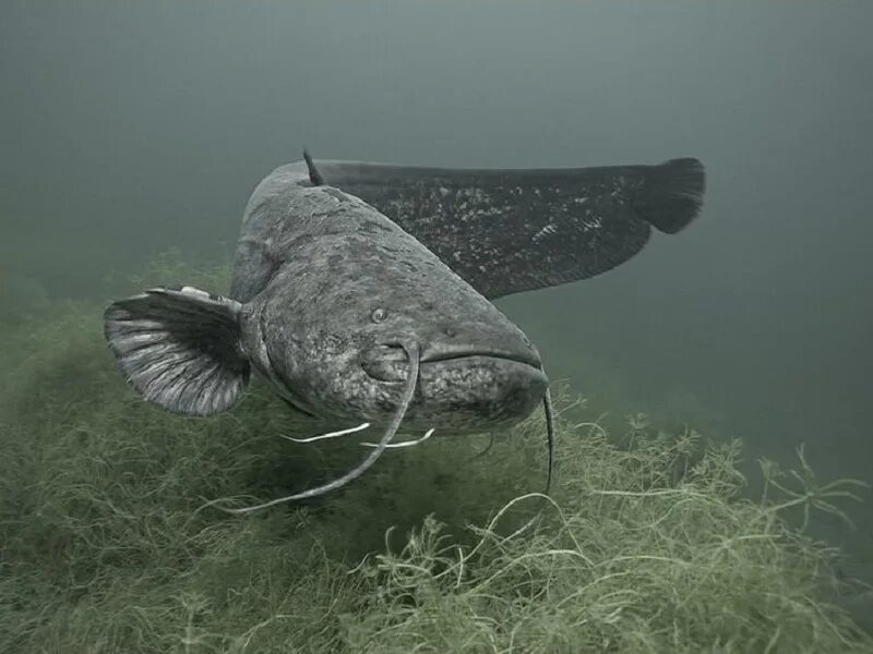 Речные рыбы сом. Silurus GLANIS рыба. Сом обыкновенный Silurus GLANIS. Рыба сомик Речной. Природа сома