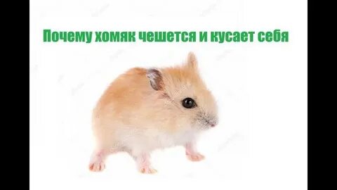 Хомяк постоянно чешется