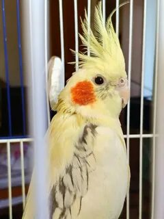 Зачем кореллы