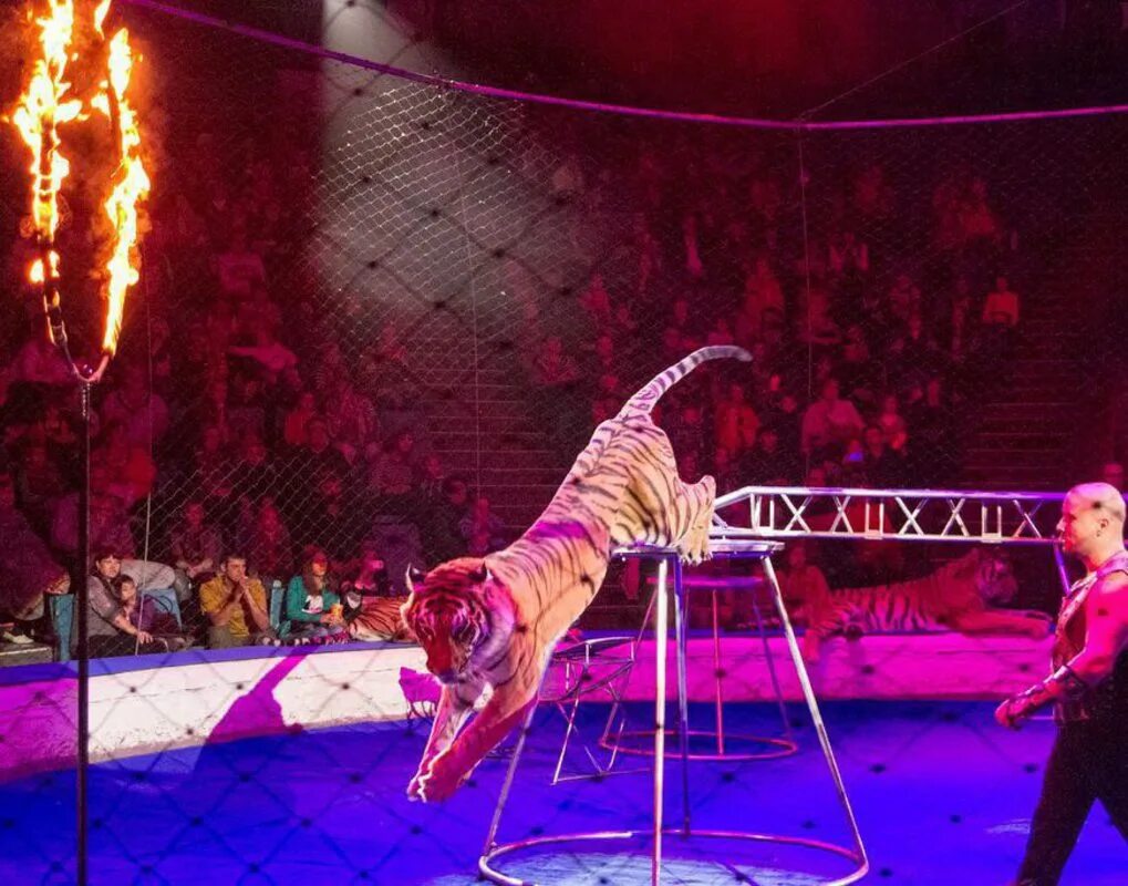 Больше меньше цирк запашных. Освещение арены цирка. Луганск цирк империя львиц. Цирк гии эрадзе. Шоу львиц тула.