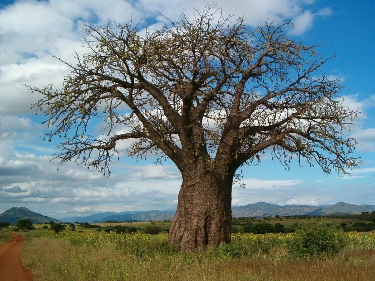 Ба баб. Баобаб бутылочное дерево. Растения Танзании баобаб. Баобаб в саванне Африки. Растения Африки баобаб.