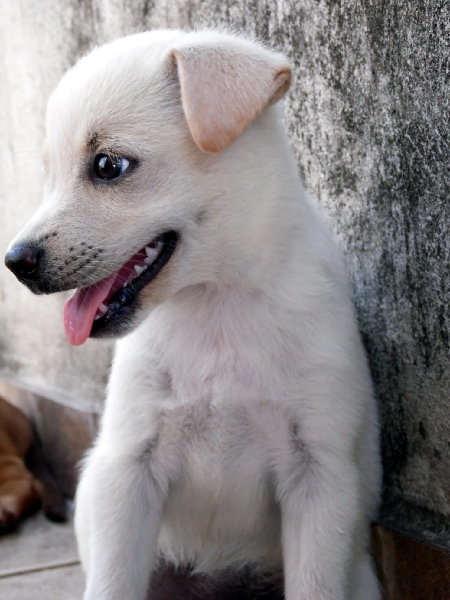Двортерьер собака белый. White swiss shepherd dog. Дворняжка овчарка белая. Золотистый ретривер белый. Собака белая швейцарская овчарка.