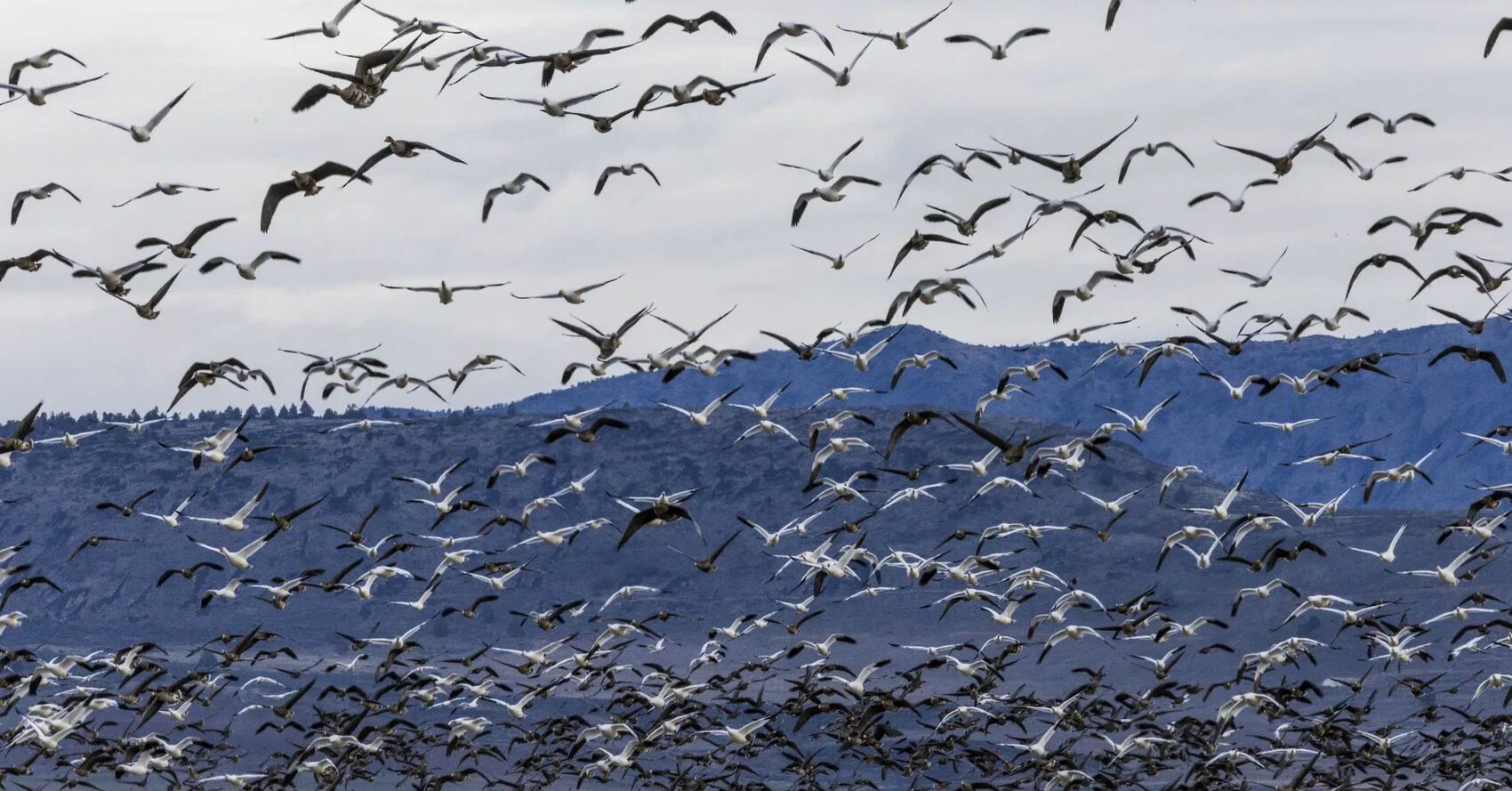 Ascension flock of Birds. Системы. Птицы на Фуджейре. Фон птицы новой Зеландии. Утки дугой.