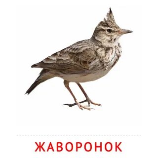 Жаворонок словарное слово