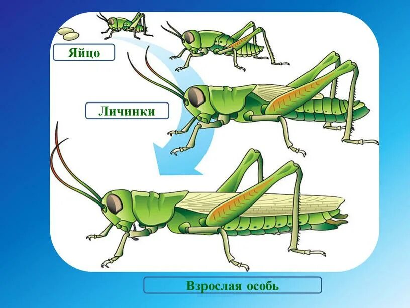 Яйцо личинка взрослая особь. Личинка и взрослая особь кузнечика. Личинки и взрослые особи. Larva Orthocladiinae взрослая особь.